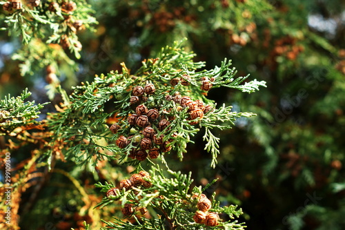 Pine tree branches. A dried squid in tree with green leaves