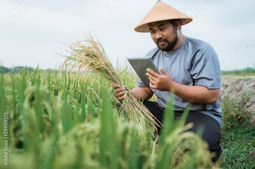 modern farmer using smart technology gadget for agriculture in rice field