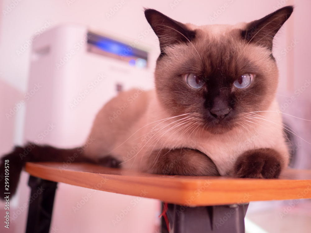 Balinese hotsell cat table
