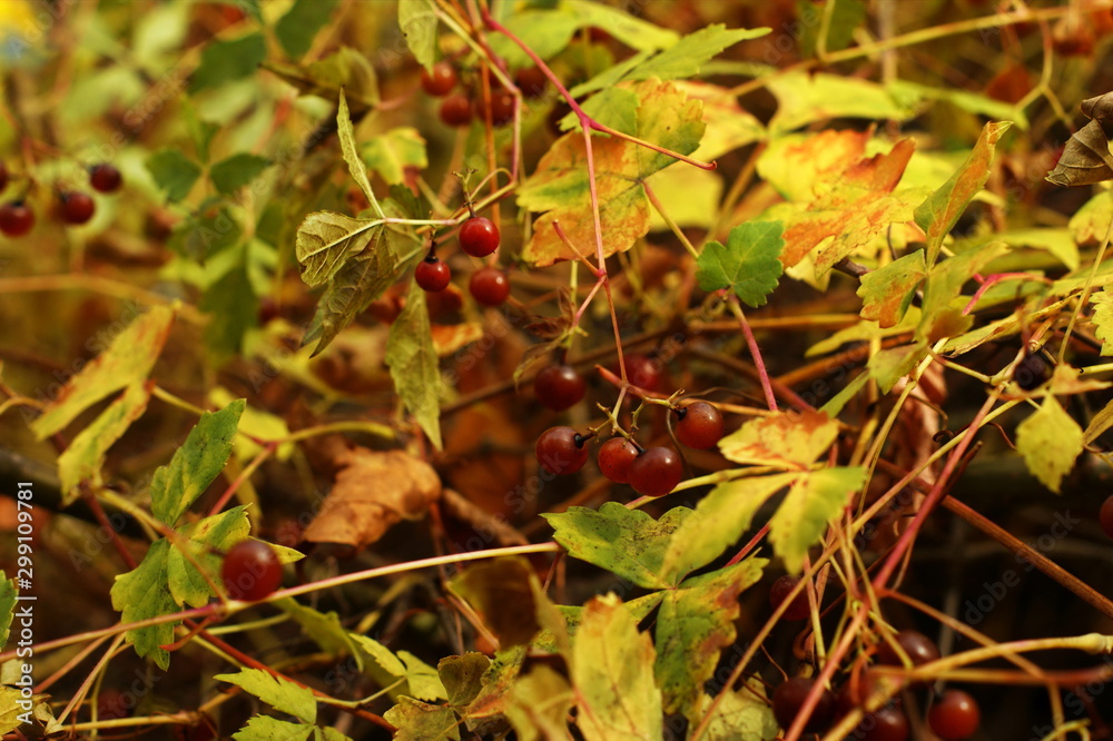Ripe red berries of barberry on branch close-up. Fructiferous shrub Ripe red berries of barberry on branch close-up. Fructiferous shrub