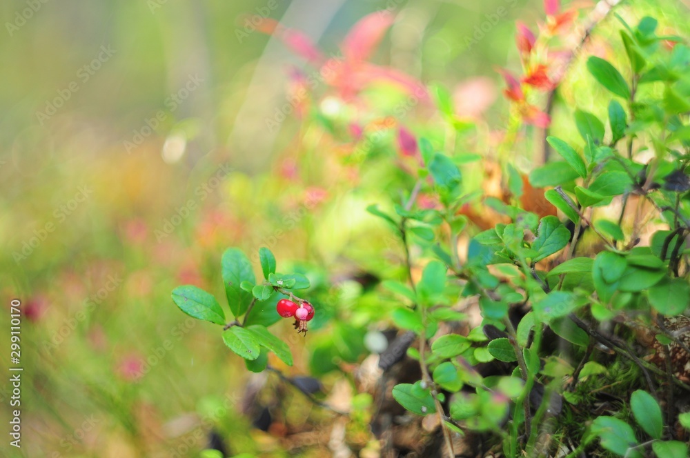 Small red berries on a branch of a forest Bush, beautifully blurred background