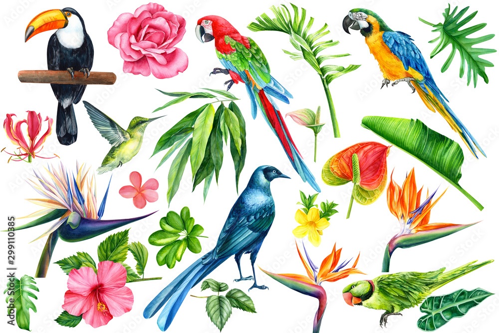 Fototapeta premium Set of tropical birds, flowers and leaves on an isolated white background, watercolor illustration. Starling, hummingbird, toucan, parrot. Jungle plants, strelitzia, hibiscus, ficus, rose, anthurium