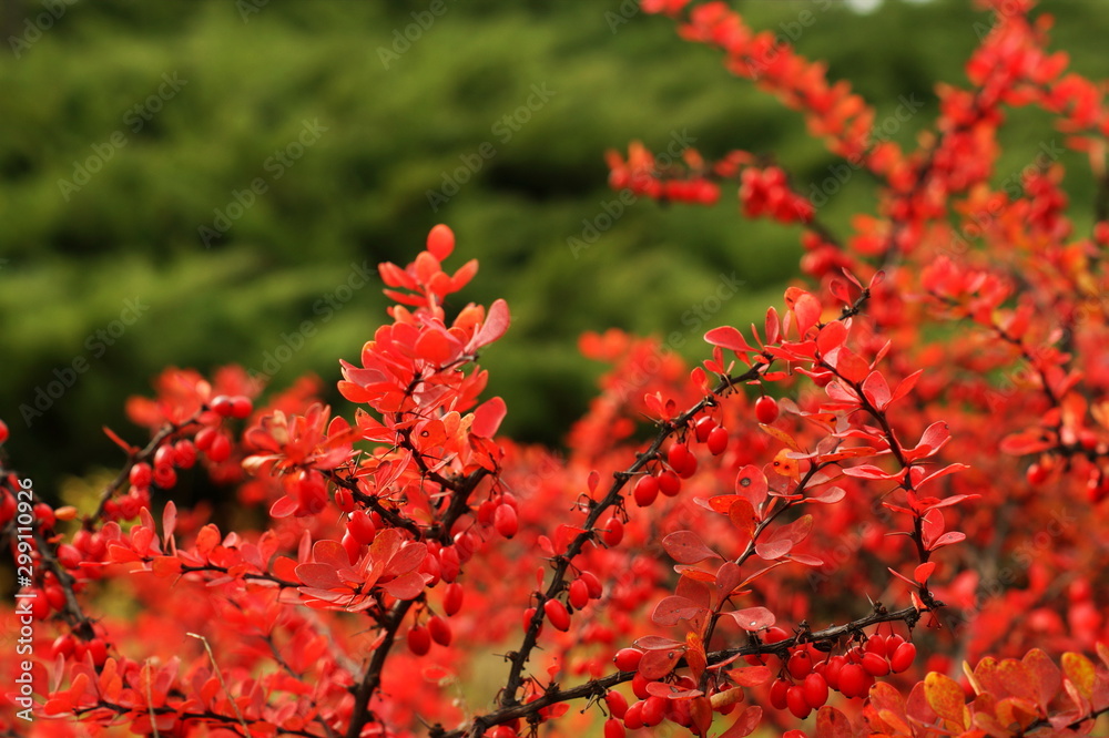 Ripe red berries of barberry on branch close-up. Fructiferous shrub