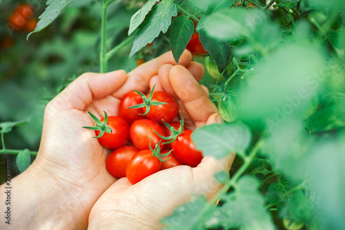 Fresh harvested cherry tomatoes in hands