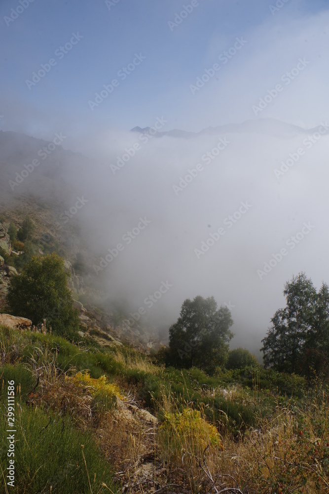 Brouillard en montagne avec arbre