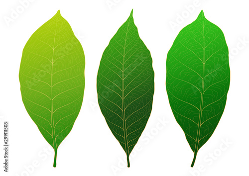 Fresh green leaves texture abstract background vector illustration