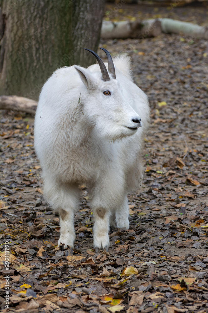 Portrait of a rocky mountail goat Portrait of a rocky mountail goat