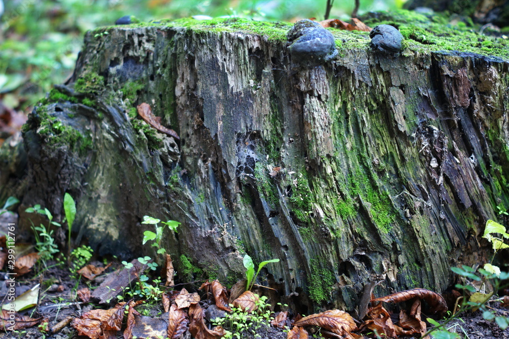Fototapeta premium Autumn nature concept. An old tree stub covered with moss.
