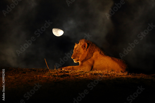 Fototapeta Naklejka Na Ścianę i Meble -  The Southern Lion (Panthera leo melanochaita) also East-Southern African Lion or Kruegeri.Big male hidden in the darkness with moon and illuminated clouds overhead.Typical night safari with lions.