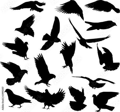 seventeen pigeon silhouettes isolated on white