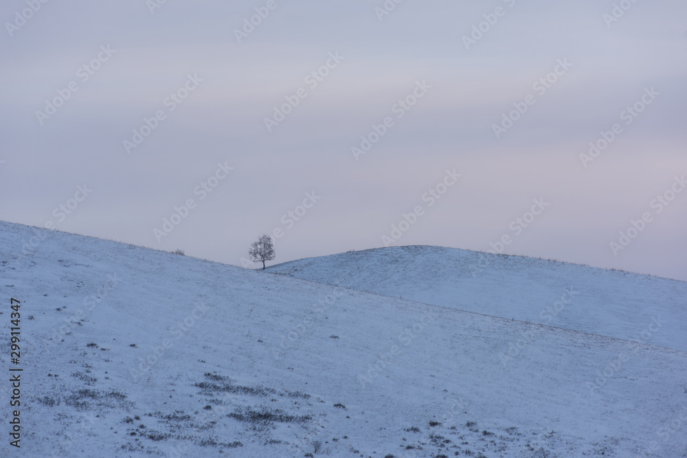 Lonely tree in snowy Altai mountains