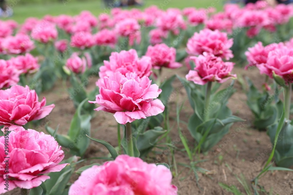 Tulip flower garden.Beautiful decorative plants bloom in spring season.Exotic colorful flowers background.Vibrant saturated colors and close up focus Tulip flower garden.Beautiful decorative plants bloom in spring season.Exotic colorful flowers background.Vibrant saturated colors and close up focus