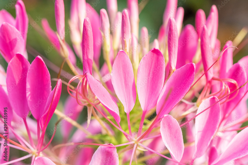 Fototapeta premium Close-up of a beautiful flower called cleome in the sun in summer