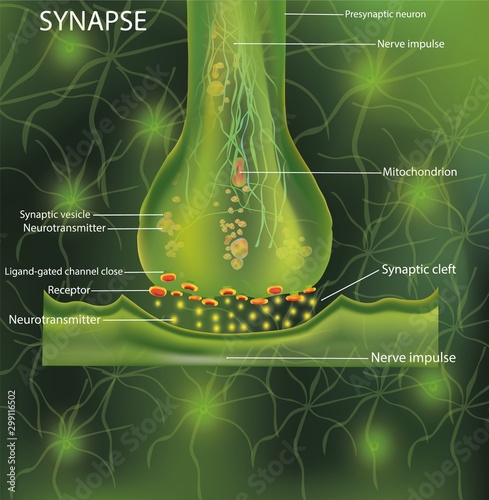 Neurons, scientific designation. Structure Synaps. Neuronal with a nerve cell. Signaling in the brain. Transimission of impulses in a living organism. Vector illustration