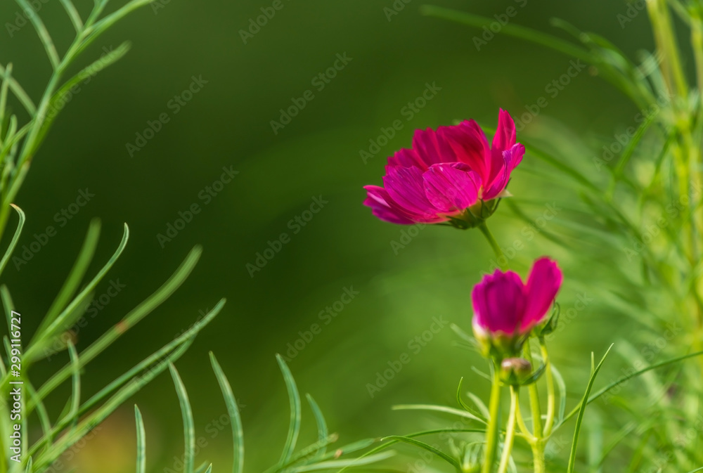 red cosmos flower blooming in the field, green background red cosmos flower blooming in the field, green background