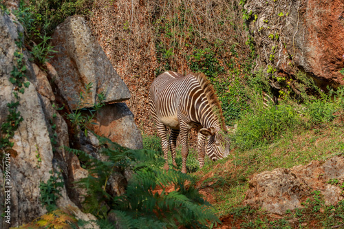 a zebra walking through a green meadow