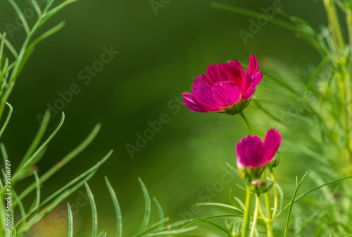 red cosmos flower blooming in the field, green background
