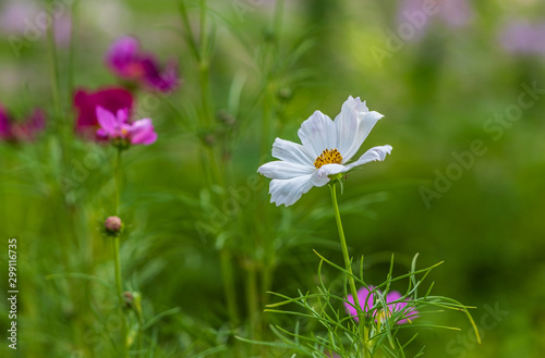 white cosmos flower blooming in the field, green background