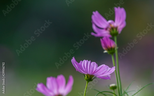 pink cosmos flower blooming in the field  green background