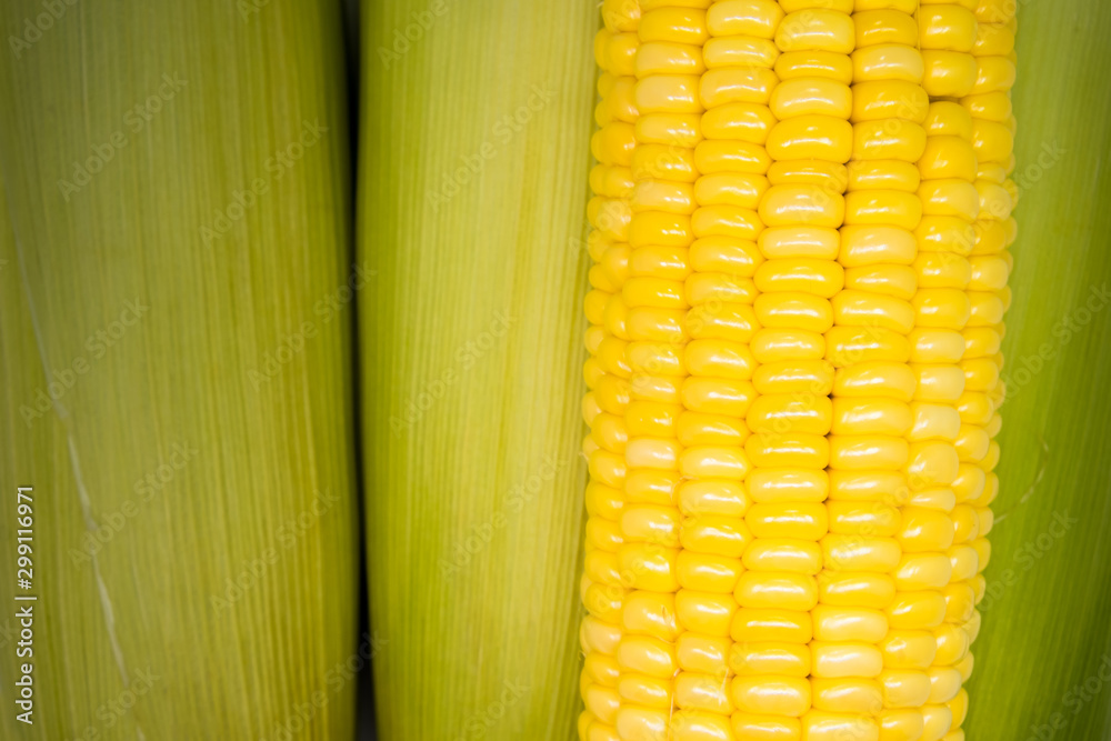fresh organic corn. healthy food. harvested corn. used to make popcorn, cereal, cornflake, animal food. ingredient of salad for diet fresh organic corn. healthy food. harvested corn. used to make popcorn, cereal, cornflake, animal food. ingredient of salad for diet