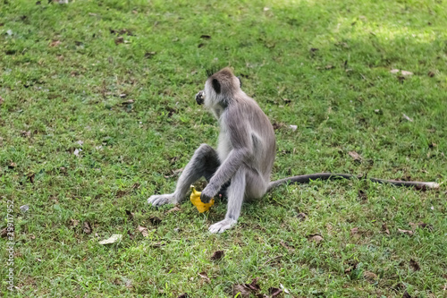 monkey in nature