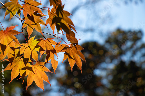 Close-up of Japanese Maple leaves in colors of red and gold, against a sunny blue autumn sky.