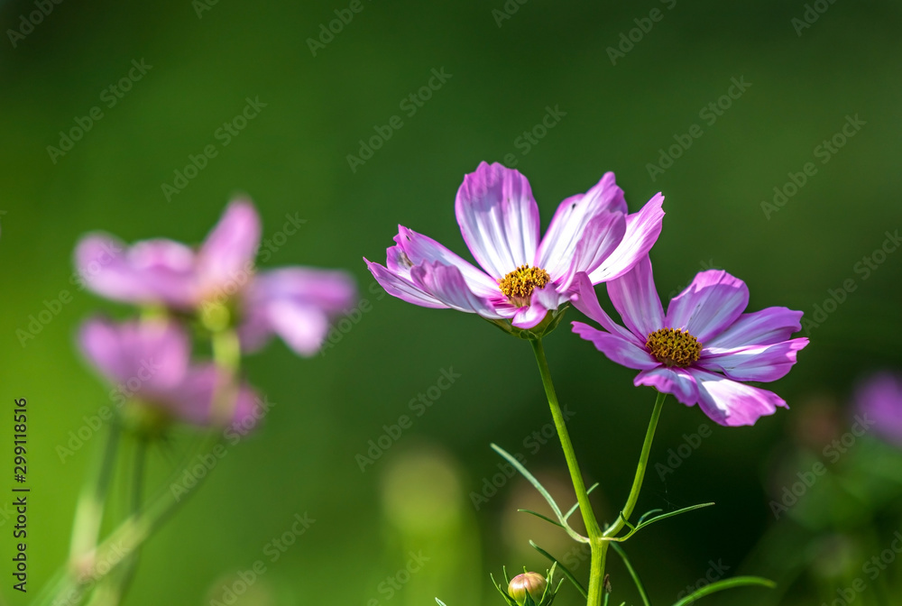 pink cosmos flower blooming in the field, green background