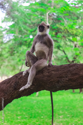 monkey in nature