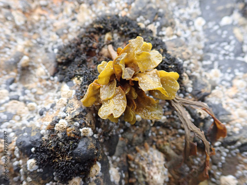 seaweed on a rock with barnacles