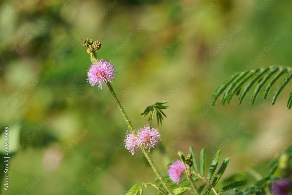 Pink mimosa pudica flower blooming in morning sunshine. Sensitive plant Pink mimosa pudica flower blooming in morning sunshine. Sensitive plant