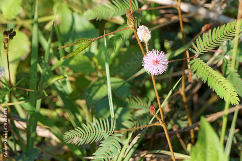 Pink mimosa pudica flower blooming in the autumn morning. Sensitive plant