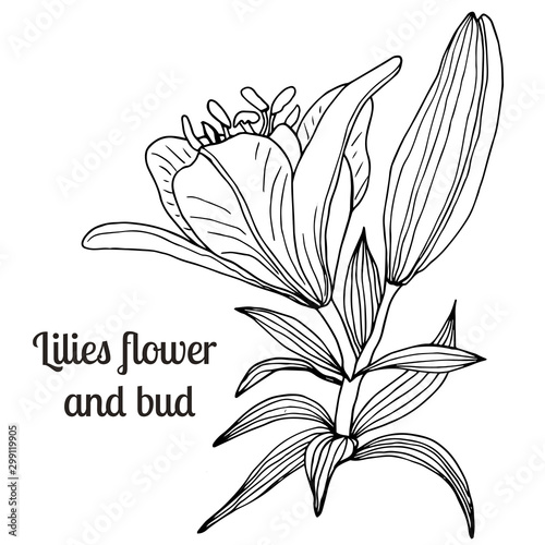 Beautiful hand-drawn lilies and leaves. Vector botanical illustration.