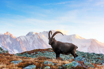 Canvas schilderij Blauw Alpensteenbok bij Mont Blanc Frankrijk  © Ivan Kmit