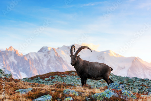 Wild goat (Alpine Carpa Ibex) in the France Alps mountains. Monte Bianco range with Mont Blanc mountain on background