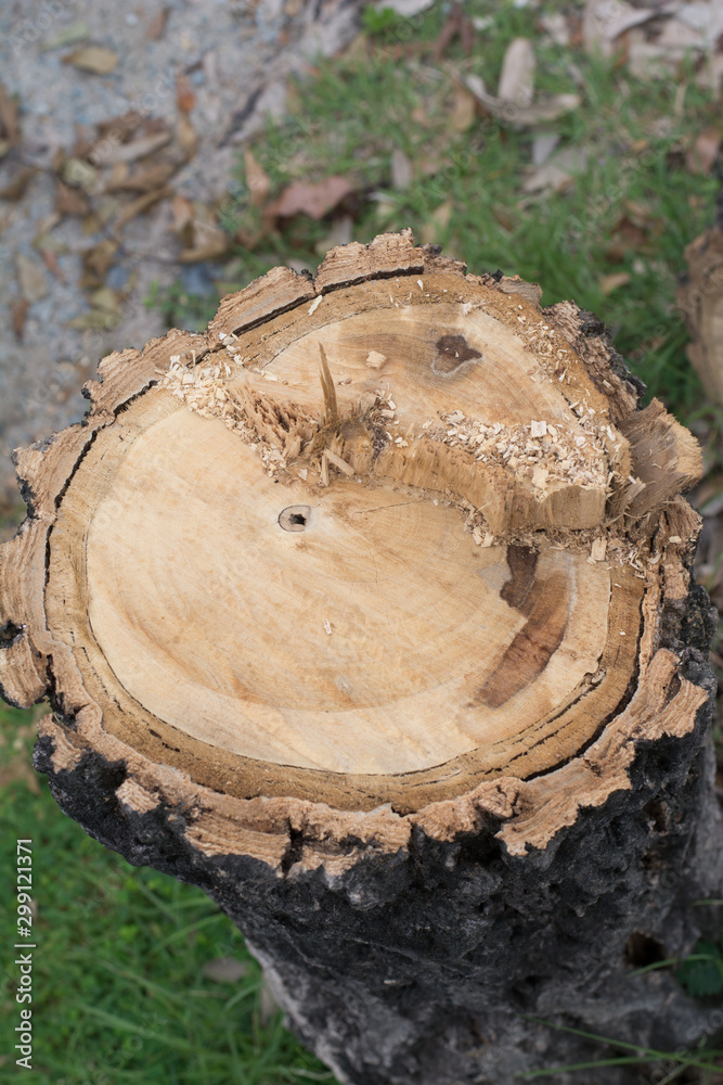 Rest of chopped down tree