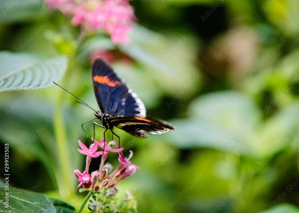 butterfly on a flower