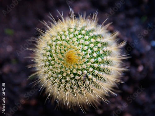 A small cactus closeup