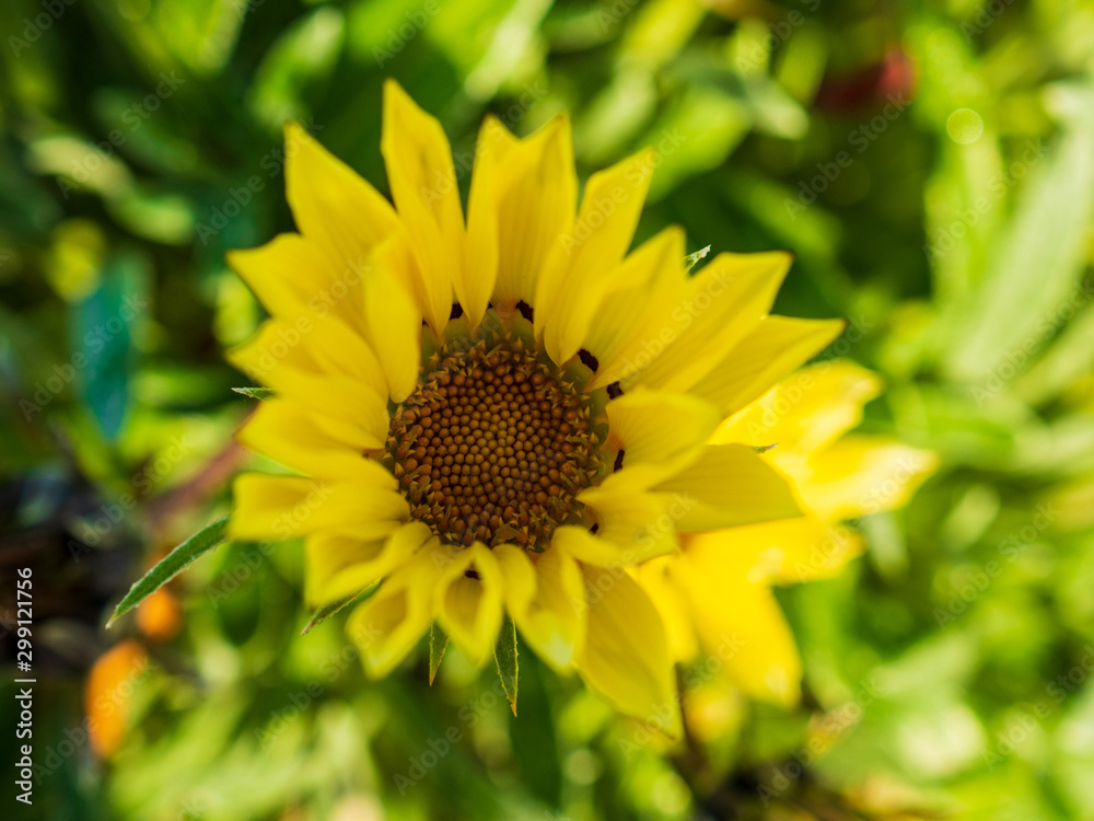 Sunflower tuberous lat. Helianthus from Botanical Garden for catalog. Effects of natural light. Shallow depth of field. Hand nature. Flower landscape. Background for your design Sunflower tuberous lat. Helianthus from Botanical Garden for catalog. Effects of natural light. Shallow depth of field. Hand nature. Flower landscape. Background for your design
