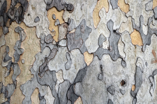 bark of a tree on the trunk during autumn - irregular colorful shapes photo
