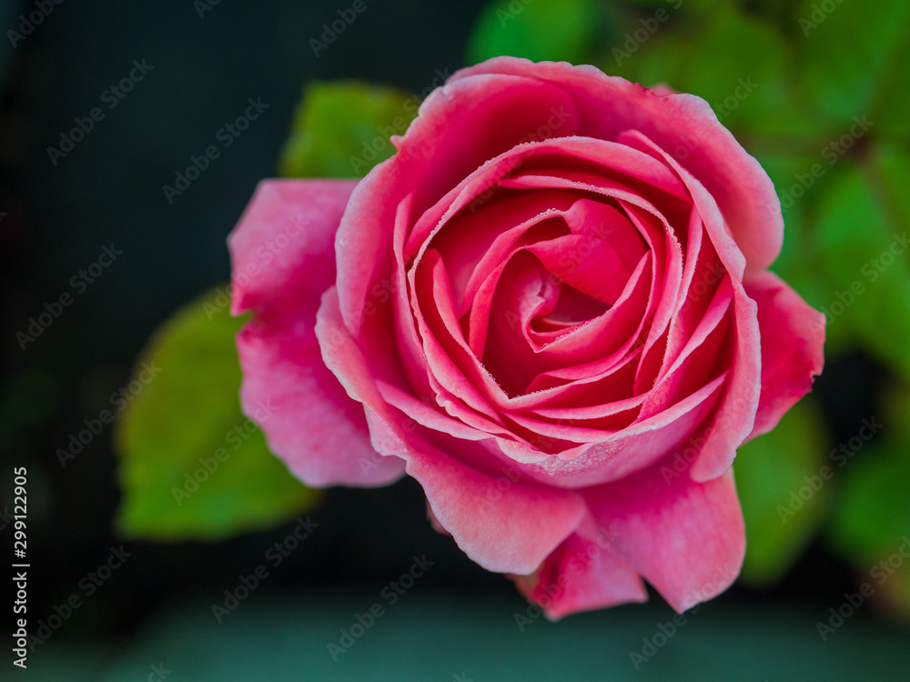 Flower rose flowering in roses garden lat. Rosa chinensis.plants from botanical garden for catalog. Natural lighting effects. Shallow depth of field. handmade of nature. Flower landscape Flower rose flowering in roses garden lat. Rosa chinensis.plants from botanical garden for catalog. Natural lighting effects. Shallow depth of field. handmade of nature. Flower landscape