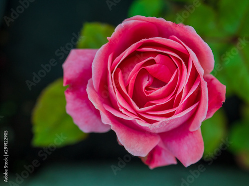 Flower rose flowering in roses garden lat. Rosa chinensis.plants from botanical garden for catalog. Natural lighting effects. Shallow depth of field. handmade of nature. Flower landscape