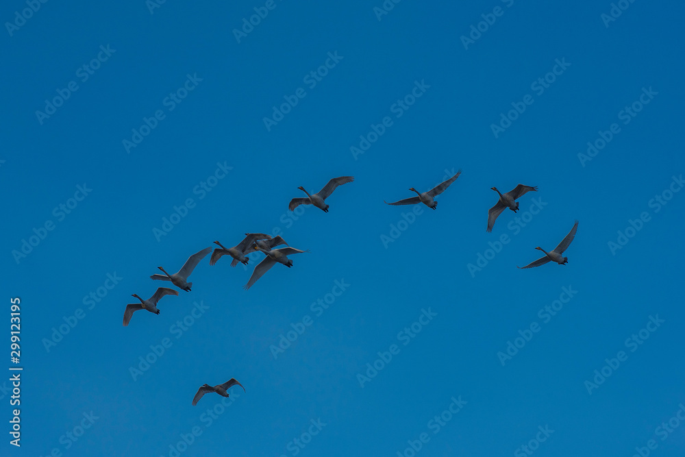 Obraz premium Flying whooper swans on blue sky background, Altai, Russia