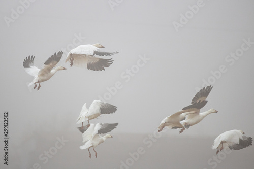 Snow Geese Flying Through Fog