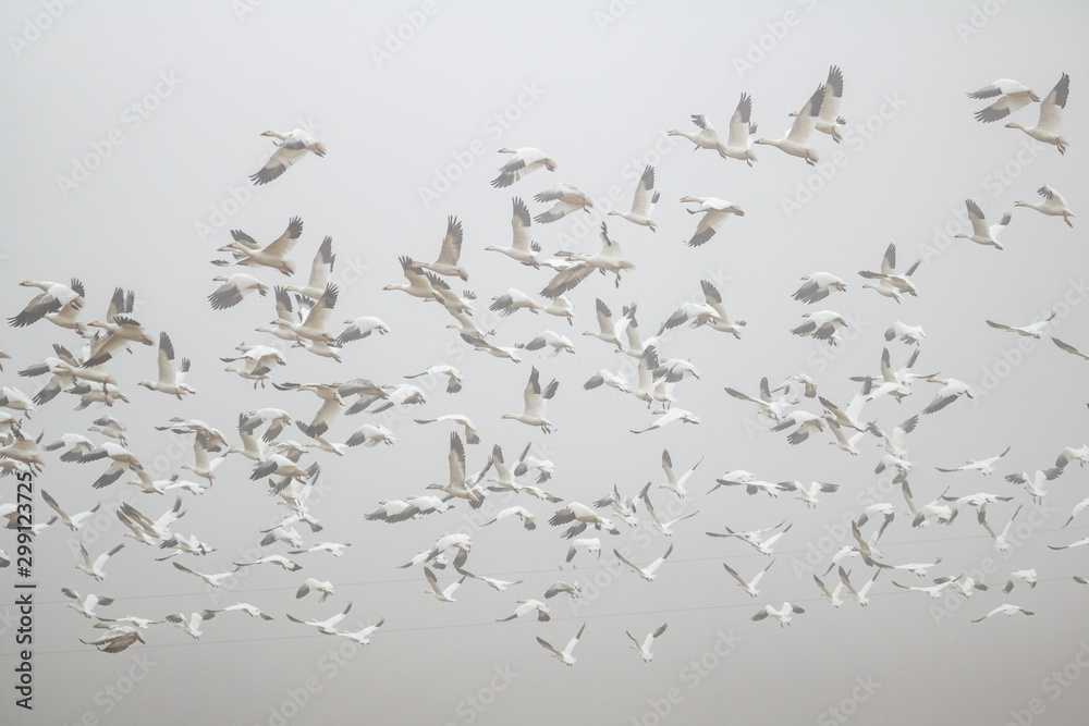 Snow Geese Flying Through Fog