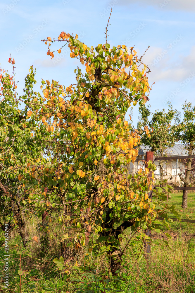 Poirier d'automne Poirier d'automne
