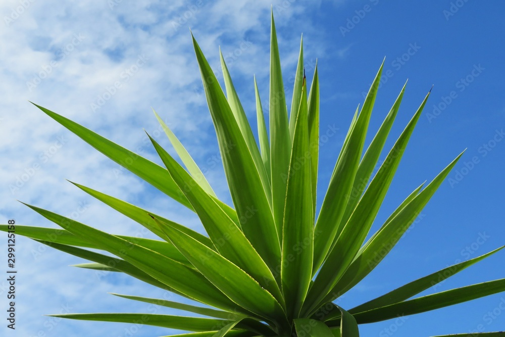 Yucca plant on blue sky background in Florida nature, closeup Yucca plant on blue sky background in Florida nature, closeup