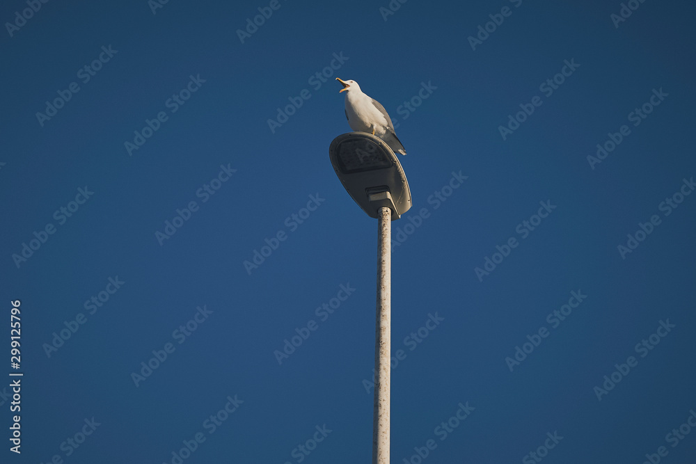 Seagull perched on the top of a lamppost with morning light and a dark blue clear sky