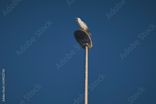 Seagull perched on the top of a lamppost with morning light and a dark blue clear sky