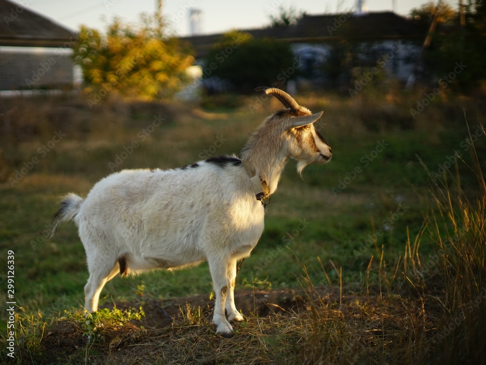 Naklejka premium white goat grazes in a rural garden at sunset