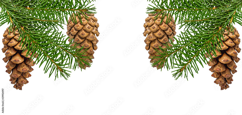 Fototapeta premium Pinecone with spruce branch isolated on white background with clipping path